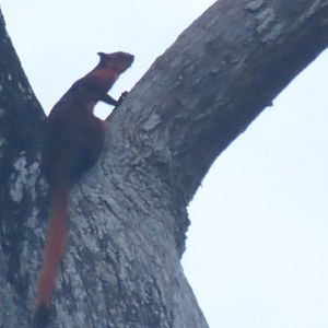 Red giant flying squirrel (Petaurista petaurista)