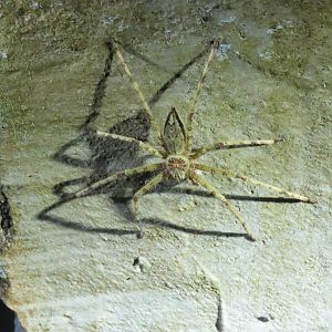Huntsman spider