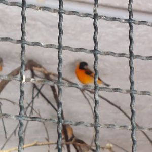 What is the red & black passerine