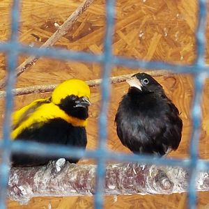 What is the blackbird next to the Yellow-crowned bishop