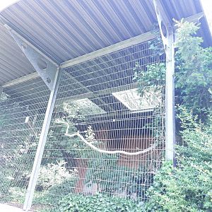 Eurasian eagle owl aviary