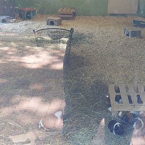Indoor area for domesticated guinea pigs and rabbits