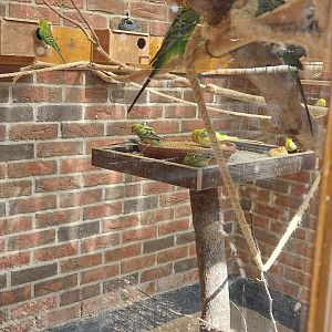 Aviary for budgies, cockatiels and california quails