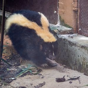 Striped Skunk