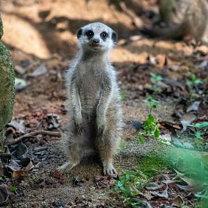 Meerkat Pup