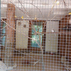 Aviary for Domesticated canaries, Crested partridge, diamont dove, luzon bleeding-heart and red siskin