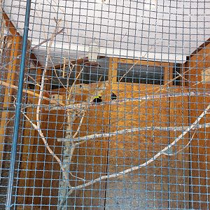 Aviary for zebrafinches, Yellow-crowned bishops, Brahminy starlings and soceity finches