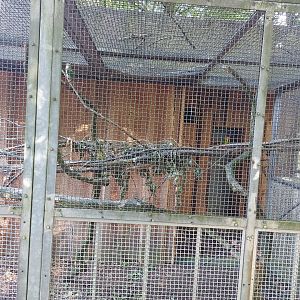 Outdoor aviary for Rosy-faced lovebirds, Yellow-collared lovebirds and fischer's lovebirds