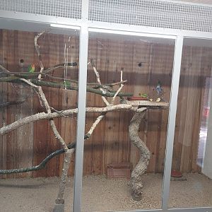 Indoor aviary for aviary for Rosy-faced lovebirds, Yellow-collared lovebirds and fischer's lovebirds and king quail