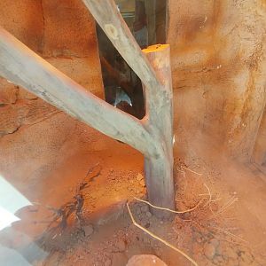 Midbarium - Fan-footed Lizard