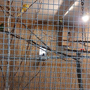 Indoor aviary for regent parrot and redcrowened parakeets and california quail