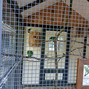 Barred parakeet avairy