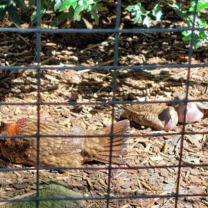 Aviaty with Temminck's tragopan and common bronzewing