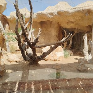 Midbarium - Little Owl & Egyptian Spiny–tailed Lizard