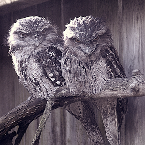 Tawny Frogmouths - Birdland 2024
