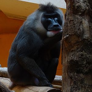 Drill (Mandrillus leucophaeus)