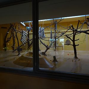 Welt der Affen: mangabey indoor enclosure