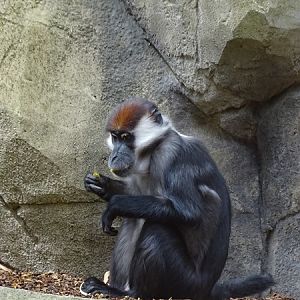 Collared mangabey (Cercocebus torquatus)