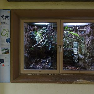 Terrarium for Baron's green racer