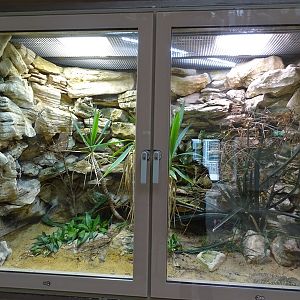 Terrarium for Urucoan rattlesnake