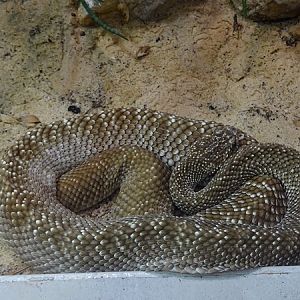 Uracoan rattlesnake (Crotalus vegrandis)