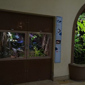 Terrarium for Gaboon viper