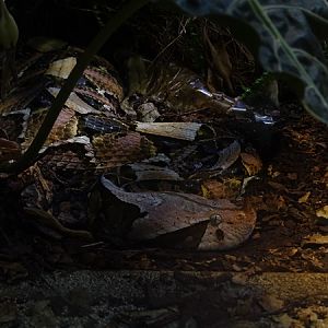 Western gaboon viper (Bitis rhinoceros)