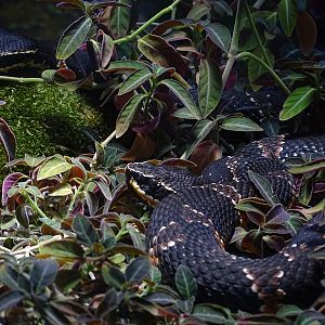 Taylor s moccasin (Agkistrodon taylori)