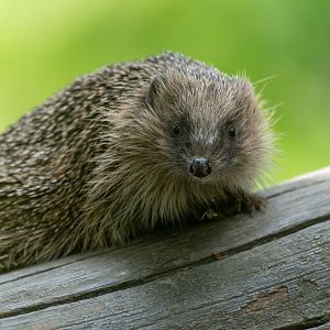 European Hedgehog, British wildlife centre, UK