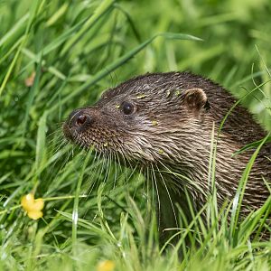 Eurasian Otter, British wildlife centre, UK
