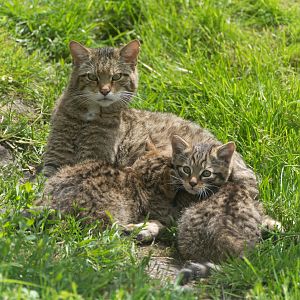 Scottish wildcat, British wildlife centre, UK