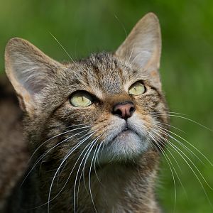 Scottish wildcat, British wildlife centre, UK