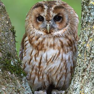 Tawny owl, British wildlife centre, UK