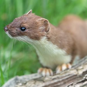Stoat, British wildlife centre, UK