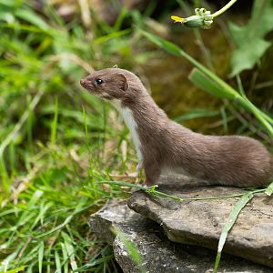 Weasel, British wildlife centre, UK