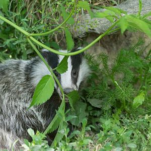 European badger cub, British wildlife centre, UK