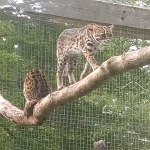 Leopard Cat May 2024