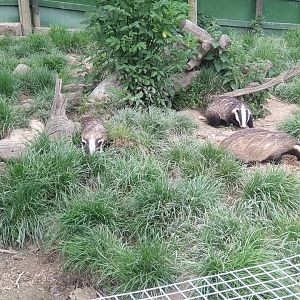 European Badger cubs May 2024