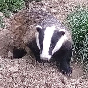 European Badger May 2024