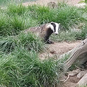 European Badger May 2024