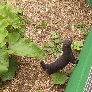 American mink may 2024