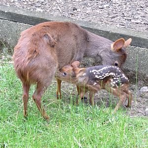 Pudu and newborn 7 June 2024