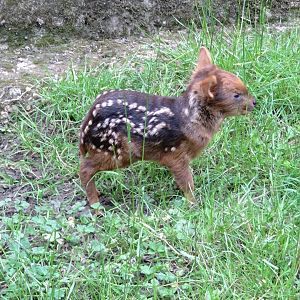 Newborn Pudu 7 June 2024