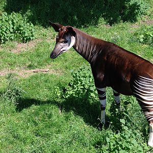 Okapi 6/6/24