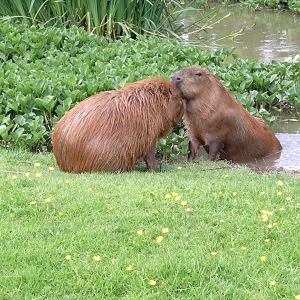 Capybara 6/6/24