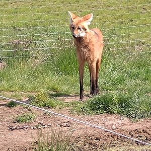 Young Maned Wolf 6/6/24