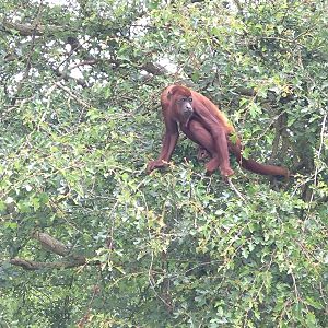Red Howler 6/6/24
