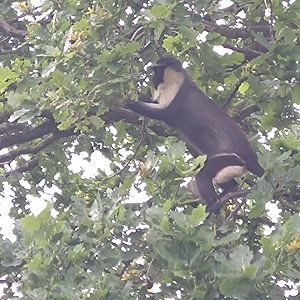 Roloway Monkey 6/6/24