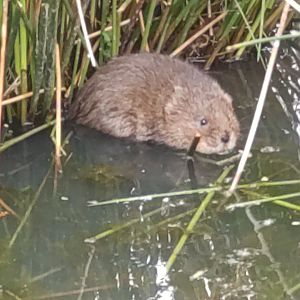 Water Vole May 2024