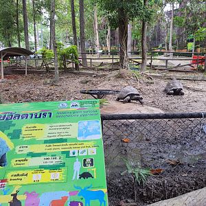 Aldabra Giant Tortoises